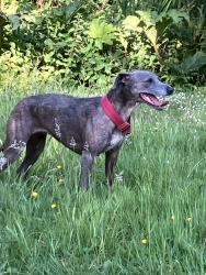 Lost Female Dog last seen Between Broadstrood and Mount Pleasant carparks in the forest IG10 2SD, Essex, England IG10 2SD