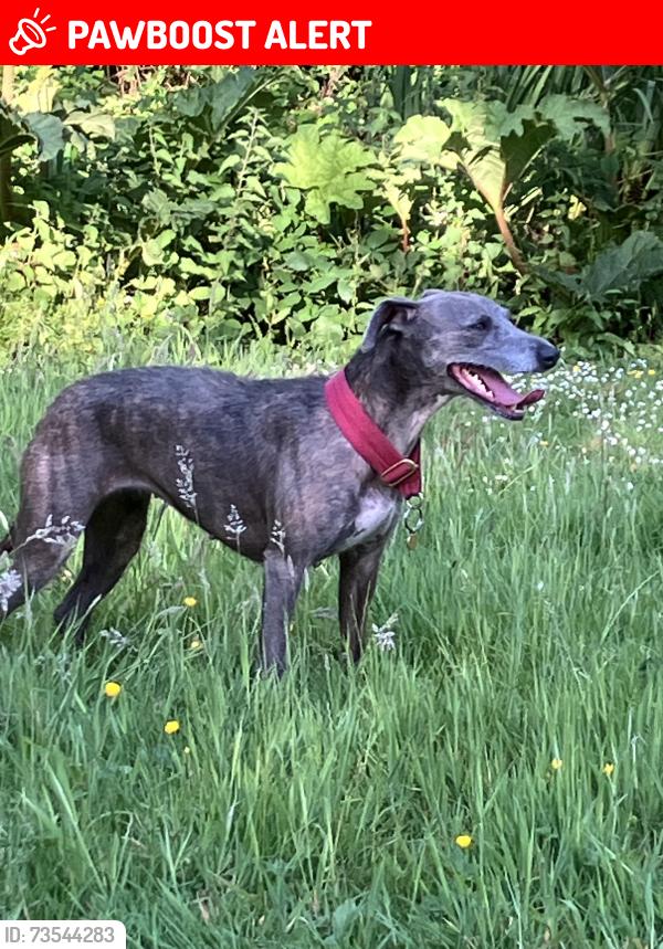 Lost Female Dog last seen Between Broadstrood and Mount Pleasant carparks in the forest IG10 2SD, Essex, England IG10 2SD