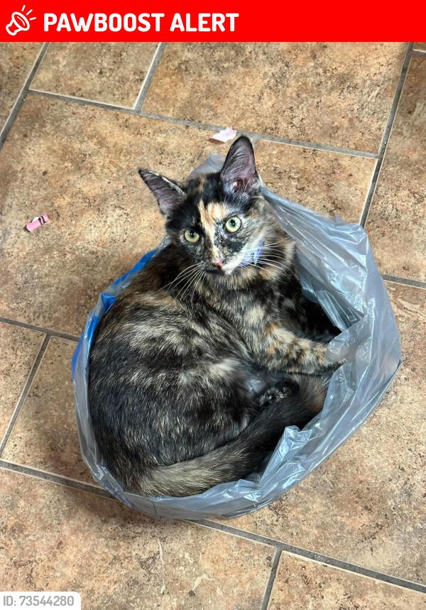 Lost Female Cat last seen Bear wallow hollow road Augusta, Hampshire County, WV 26704