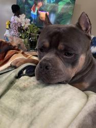 Lost Male Dog last seen 8mile & 7mile, Detroit, MI 48235