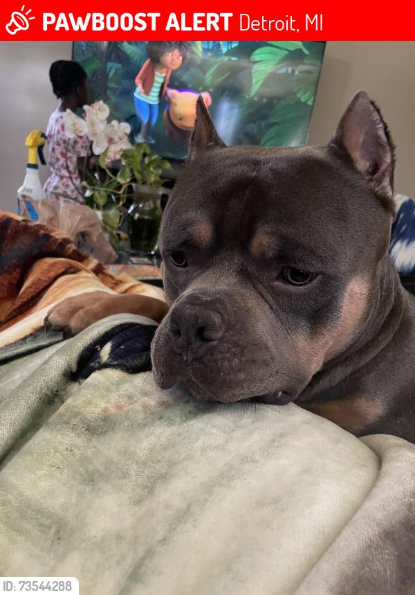 Lost Male Dog last seen 8mile & 7mile, Detroit, MI 48235