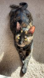 Lost Female Cat last seen James town Dr, Flowery Branch, GA 30542