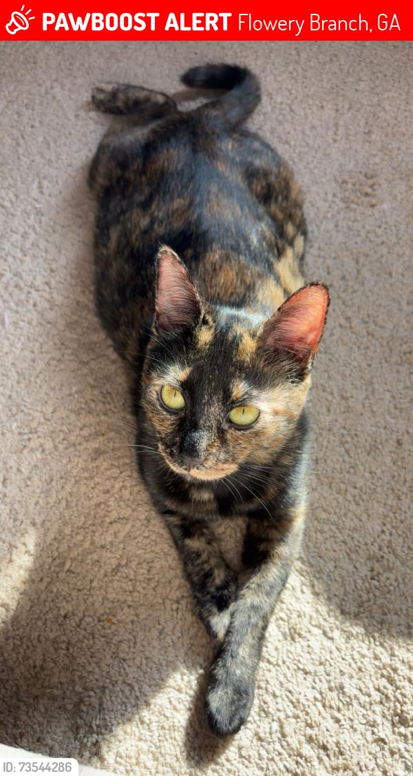 Lost Female Cat last seen James town Dr, Flowery Branch, GA 30542
