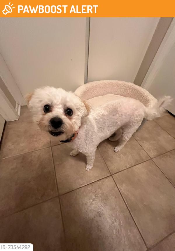 Found/Stray Female Dog last seen Sierra pass way hacienda heights, Hacienda Heights, CA 91745