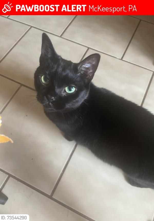 Lost Female Cat last seen Center st mckeesport pa 15132, McKeesport, PA 15135