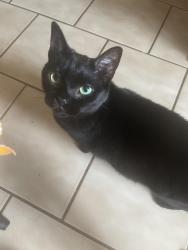 Lost Female Cat last seen Center st mckeesport pa 15132, McKeesport, PA 15135