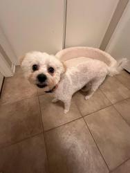 Found/Stray Female Dog last seen Sierra pass way hacienda heights, Hacienda Heights, CA 91745