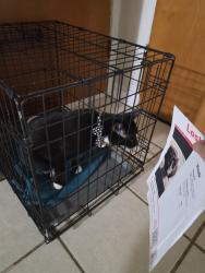 Reunited Male Cat last seen Motley and Lawrence Elementary, Mesquite, TX 75150
