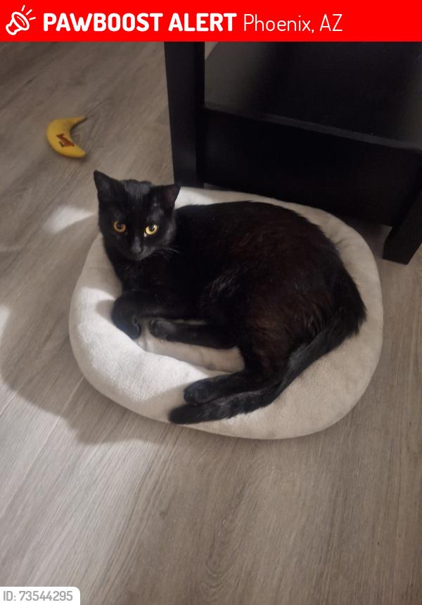 Lost Female Cat last seen Van buren st, riverwalk apmts, Phoenix, AZ 85008