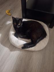 Lost Female Cat last seen Van buren st, riverwalk apmts, Phoenix, AZ 85008