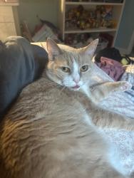 Lost Female Cat last seen Dawn ridge trail road, High view Court road near Landsdowne neighborhood sign., Greensboro, NC 27410
