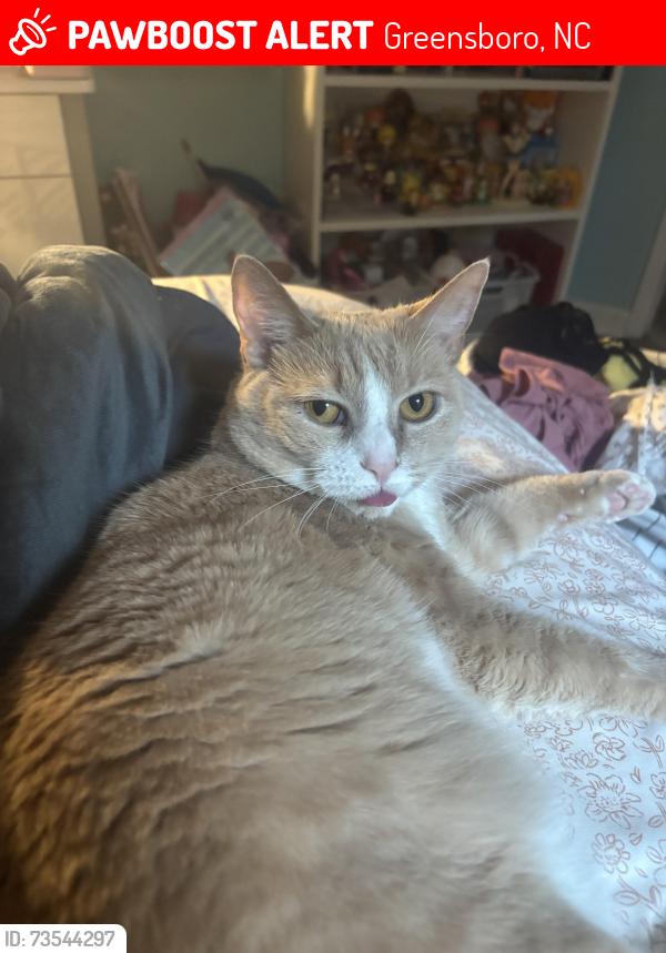 Lost Female Cat last seen Dawn ridge trail road, High view Court road near Landsdowne neighborhood sign., Greensboro, NC 27410
