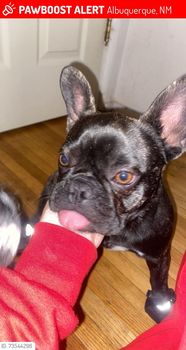 Lost Female Dog last seen San Pedro, Albuquerque, NM 87108