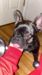 Lost Female Dog last seen San Pedro, Albuquerque, NM 87108