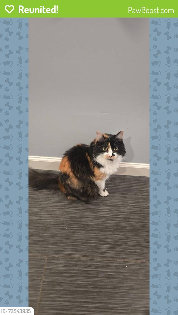 Reunited Female Cat last seen Near essex avenue dallas texas, Dallas, TX 75203