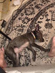 Found/Stray Female Dog last seen madoona at oblate, San Antonio, TX 78216