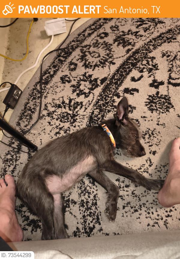 Found/Stray Female Dog last seen madoona at oblate, San Antonio, TX 78216