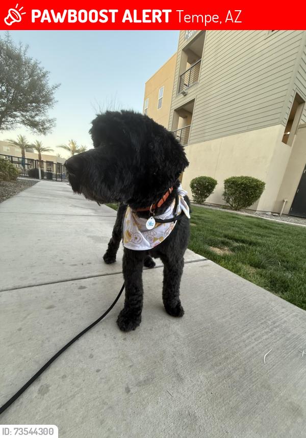 Lost Male Dog last seen Lakeshore and baseline, Tempe, AZ 85282