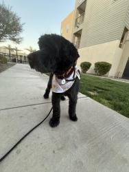 Lost Male Dog last seen Lakeshore and baseline, Tempe, AZ 85282