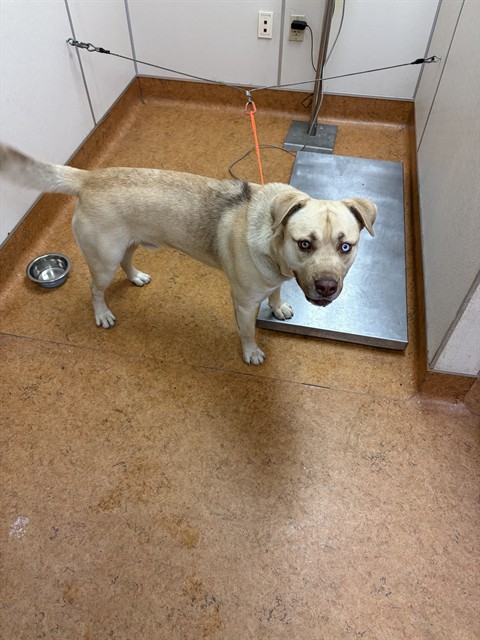Shelter Stray Male Dog last seen LAMBAY WY/ INISHEER WY, 95828, 3839 Bradshaw Rd, Sacramento, CA 95827, USA