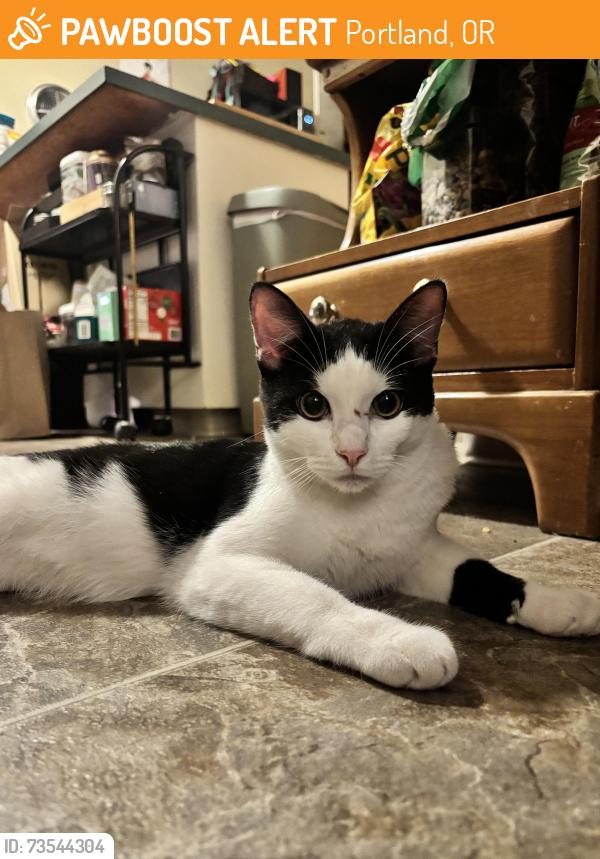Found/Stray Male Cat last seen Winterhaven school, Portland, OR 97202