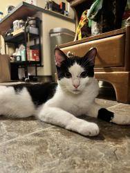 Found/Stray Male Cat last seen Winterhaven school, Portland, OR 97202