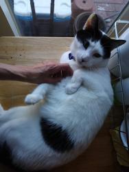 Lost Male Cat last seen Hayward Court / Sequoia Ave, Santa Susana, CA 93063