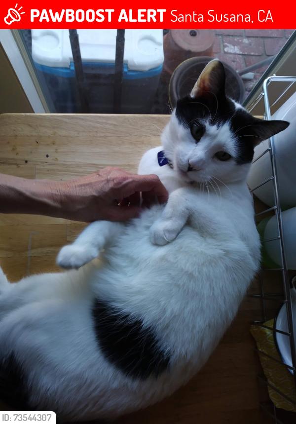 Lost Male Cat last seen Hayward Court / Sequoia Ave, Santa Susana, CA 93063