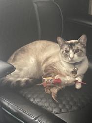 Reunited Female Cat last seen Marvin Rd SE, Olympia, WA 98513