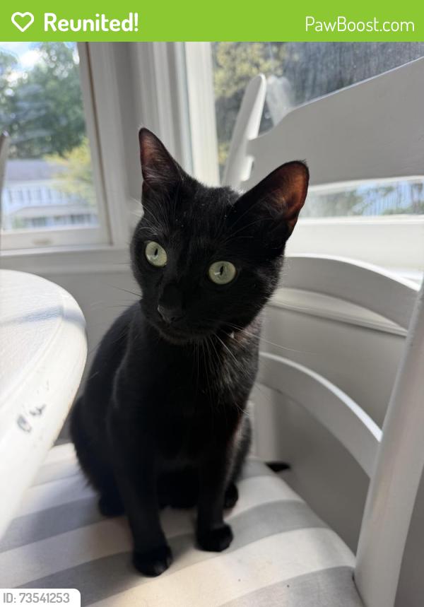 Reunited Male Cat last seen lineberry drive, Raleigh, NC 27603