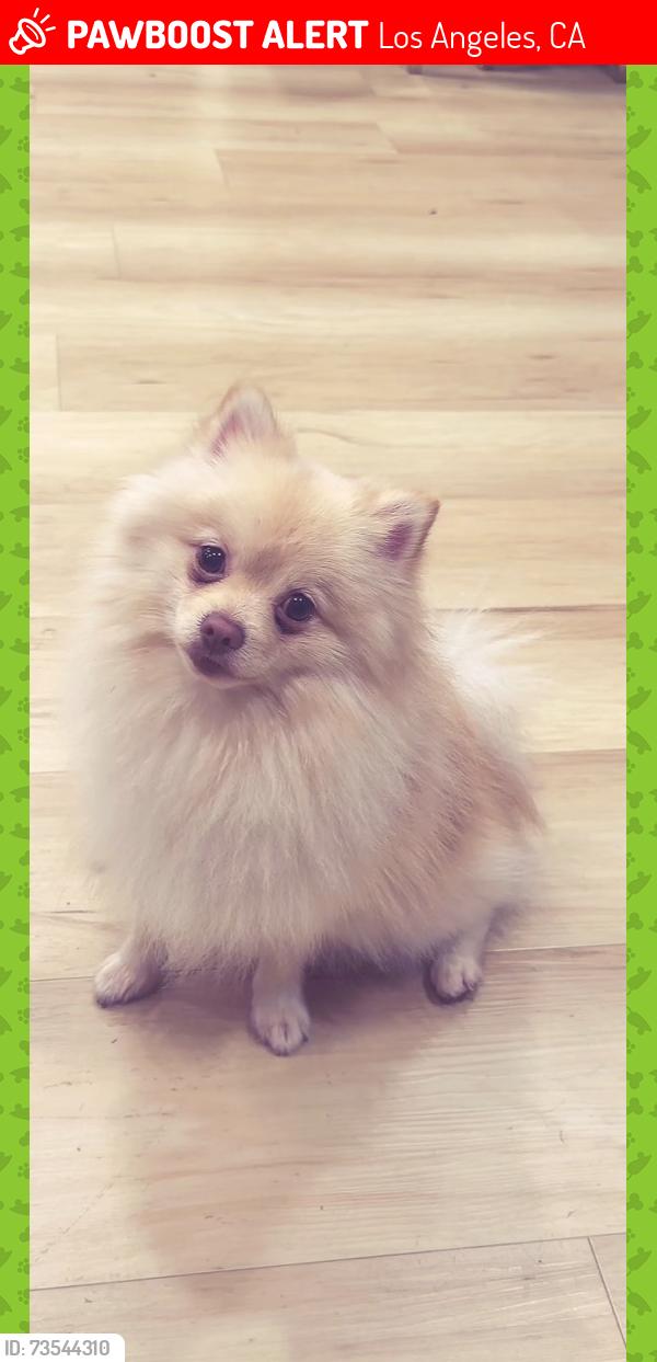 Lost Male Dog last seen cedros Ave, Los Angeles, CA 91303
