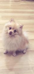 Lost Male Dog last seen cedros Ave, Los Angeles, CA 91303