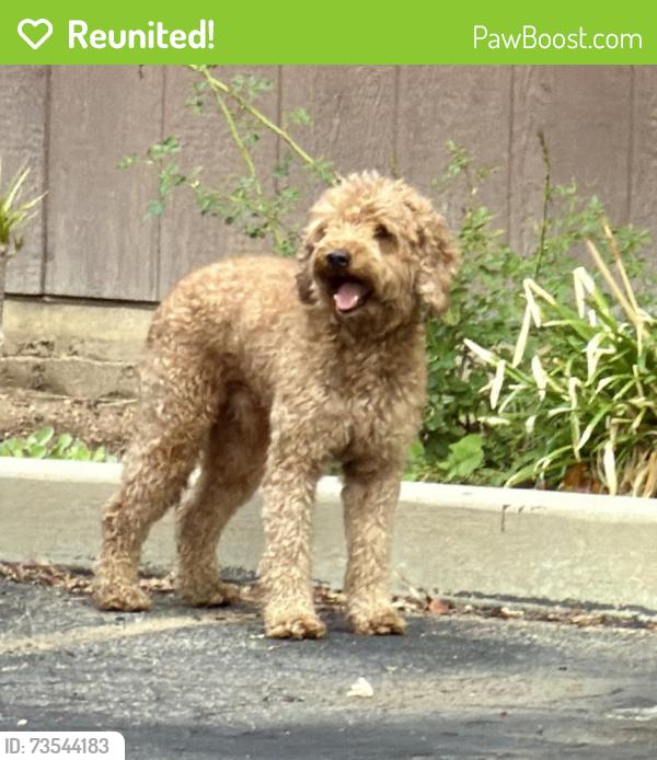Reunited Male Dog last seen Winnetka, Los Angeles, CA 91306