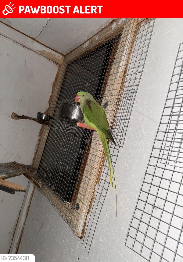 Lost Female Bird last seen Hexthorpe post office, South Yorkshire, England DN4 0BG