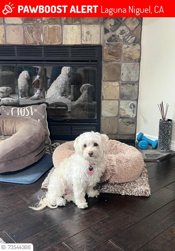 Lost Female Dog last seen St Christopher & Golden Lantern / Las Colinas Trail, Laguna Niguel, CA 92677