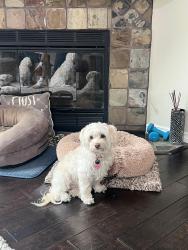 Lost Female Dog last seen St Christopher & Golden Lantern / Las Colinas Trail, Laguna Niguel, CA 92677