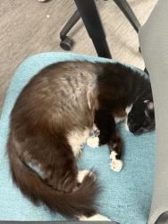 Shelter Stray Male Cat last seen Palm Avenue, San Diego, CA, 92154, 5500 Gaines St, San Diego, CA 92110, USA