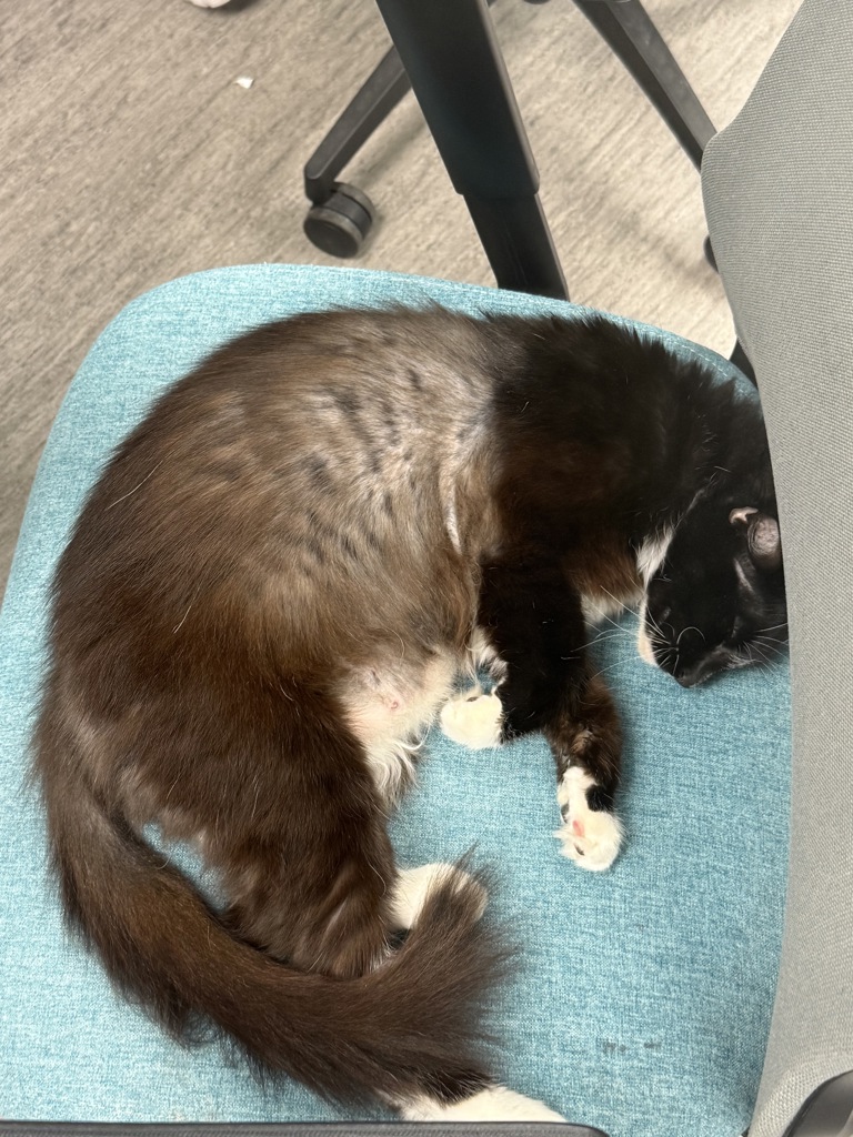 Shelter Stray Male Cat last seen Palm Avenue, San Diego, CA, 92154, 5500 Gaines St, San Diego, CA 92110, USA