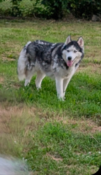 Reunited Female Dog last seen Olive and Dixieland, by Oakdale Jr High, Rogers, AR 72756