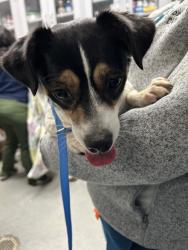 Shelter Stray Female Dog last seen Near 2nd Avenue, Manhattan, NY, 10065, 326 E 110th St, New York, NY 10029, USA