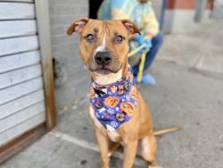 Shelter Stray Male Dog last seen Near Cross Bronx Expressway, BRONX, NY, 10457, 326 E 110th St, New York, NY 10029, USA