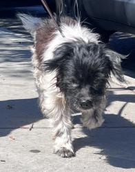 Shelter Stray Male Dog last seen Near 22nd, San Diego, CA, 92102, 5500 Gaines St, San Diego, CA 92110, USA
