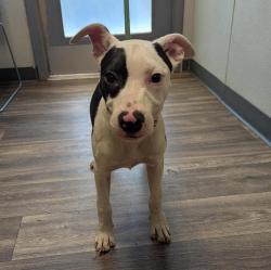 Shelter Stray Male Dog last seen Balboa Park, San Diego, CA, 92101, 5500 Gaines St, San Diego, CA 92110, USA