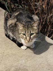 Found/Stray Unknown Cat last seen Rose Park, Long Beach, CA 90804