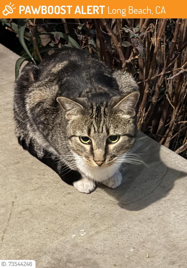 Found/Stray Unknown Cat last seen Rose Park, Long Beach, CA 90804