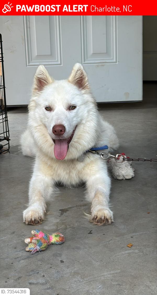 Lost Male Dog last seen Ninguno, Charlotte, NC 28273