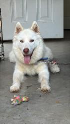 Lost Male Dog last seen Ninguno, Charlotte, NC 28273