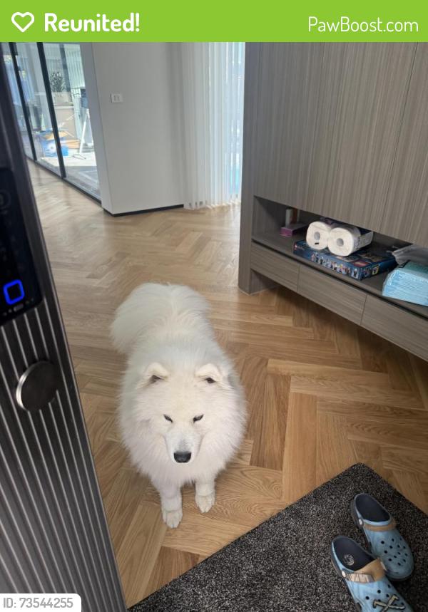 Reunited Male Dog last seen Near Barrailler street, Griffith, ACT 2603
