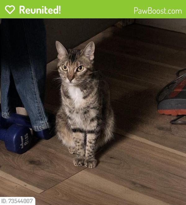 Reunited Female Cat last seen Near Oakland Rd, San Jose, CA 95131