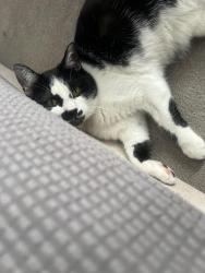 Reunited Female Cat last seen Sunfish Lake, Ramsey, MN 55303